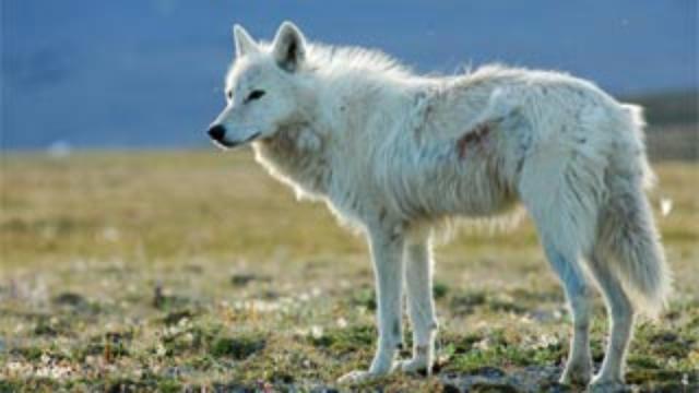 Coming Up on Nature: White Falcon, White Wolf