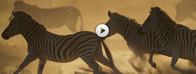 Image of Great Zebra Exodus