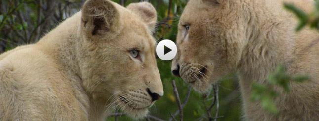 Image of The White Lions