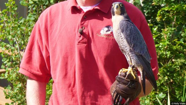 Image of Working for Wildlife