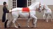 Image of Nature: Legendary White Stallions