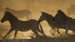Image of Nature: Great Zebra Exodus