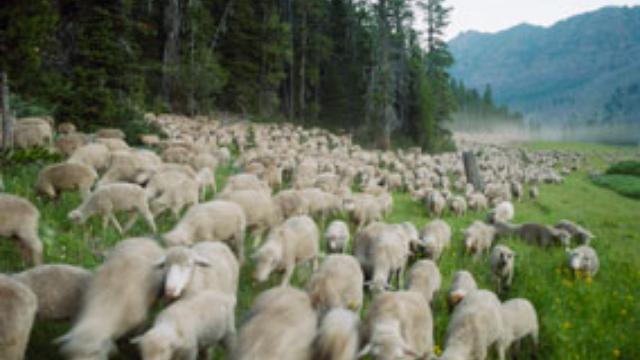 Image of 25 Surprising Facts About Sheep