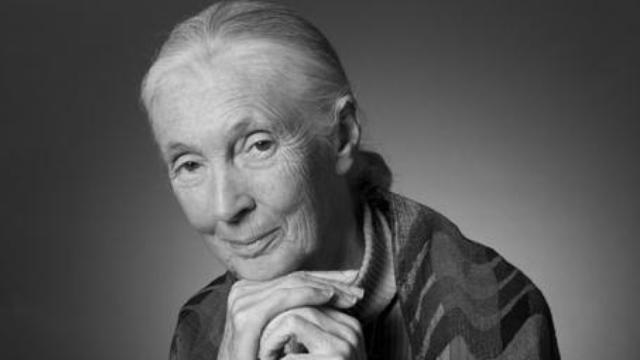 Image of The Journal: Jane Goodall