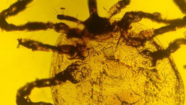 Image of Dinosaur Plague