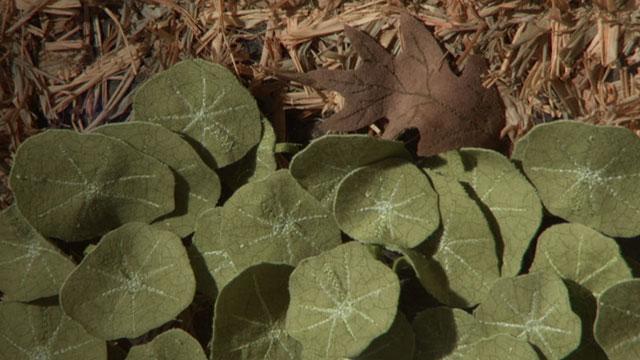 Image of Terese Agnew - The Harveys