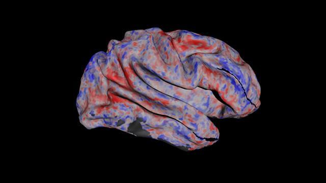 Image of Decoding Our Senses