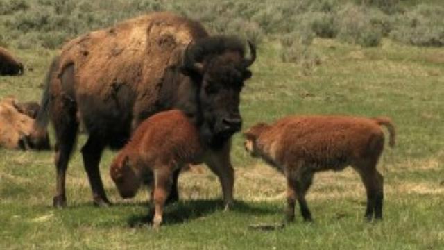 Image of Capturing the Last Vestiges of an Iconic American Symbol