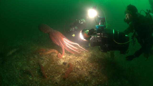 Image of Inside Nature's Giants, "Giant Squid" - Preview