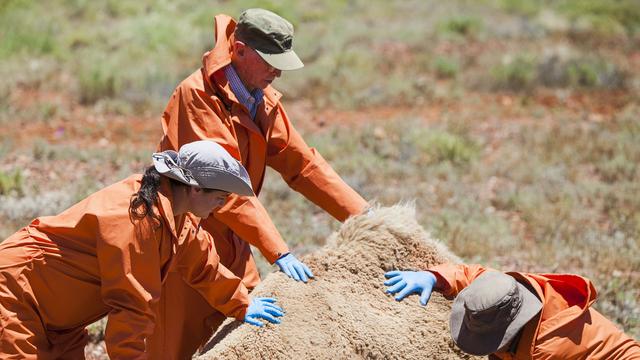 Image of Inside Nature's Giants: "Camel" - Preview