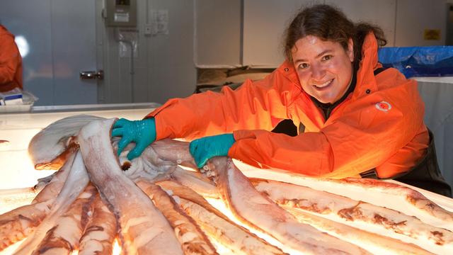 Image of Giant Squid