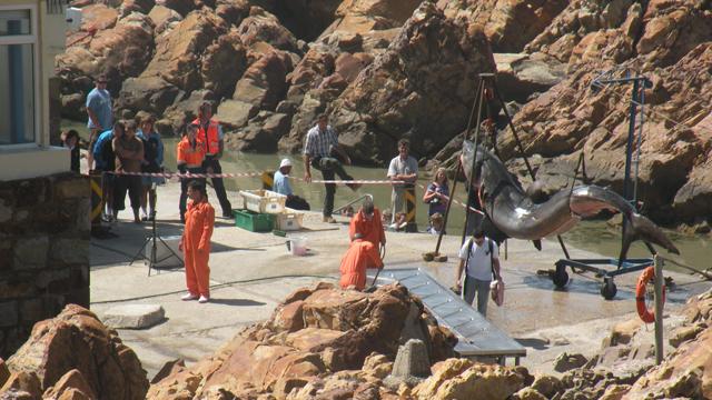 Image of Great White Shark