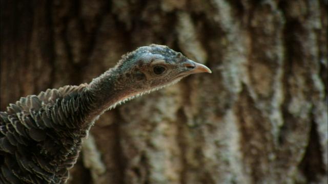 Image of Basic Instincts