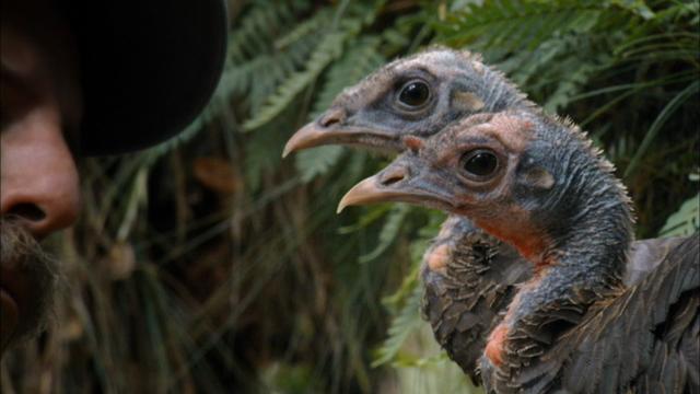 Image of Turkey Talk