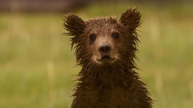 Image of Bears of the Last Frontier, "City of Bears" - Preview