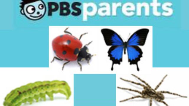 Image of Bugs and Insects Video Playlist