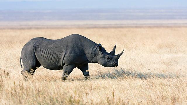 Image of Reconsidering Rhino Horn