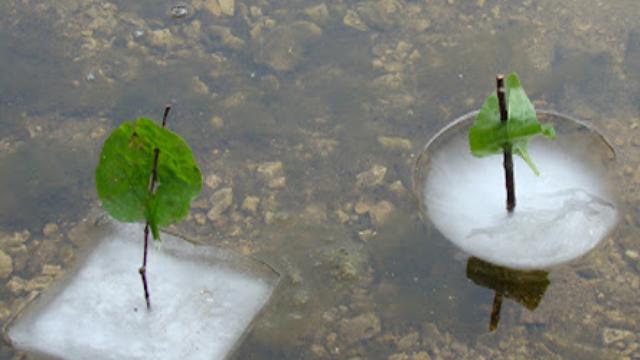Image of Natural Ice Boats