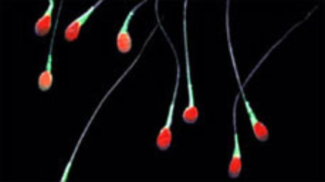 Image of Who Am I? Resources for Donor-Conceived People and their Fam