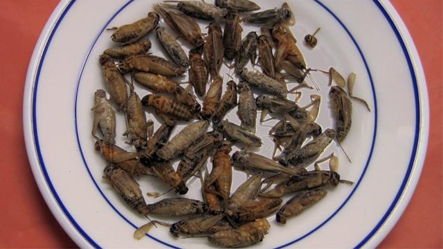 Image of Five Reasons to Eat Insects
