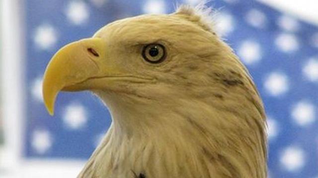 Image of American Mascot Makes a Soaring Comeback