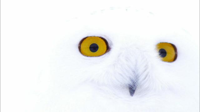 Image of Magic of the Snowy Owl Preview