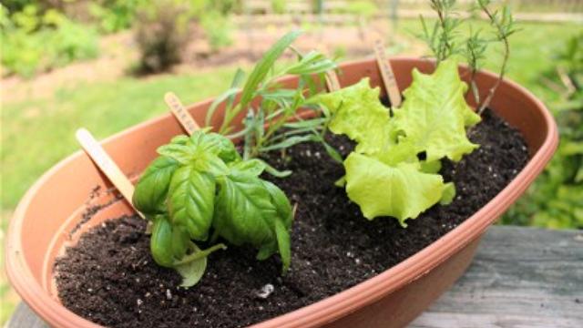 Image of Make an Herb or Lettuce Planter for Mother’s Day