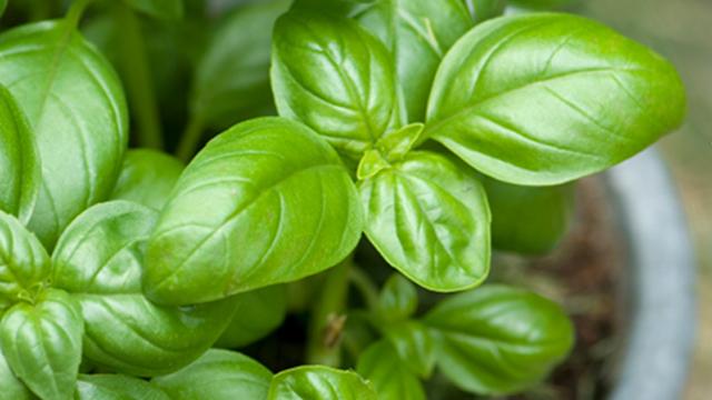 Image of Growing and Cooking Summer’s Herbs