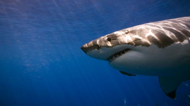Image of Magnetic Fish Hooks Save Sharks