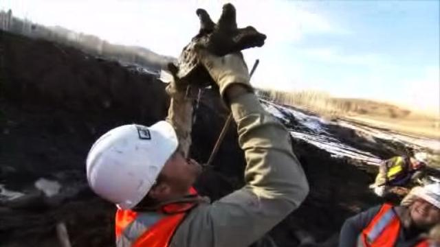 Image of Drinking "Mastodon Juice"