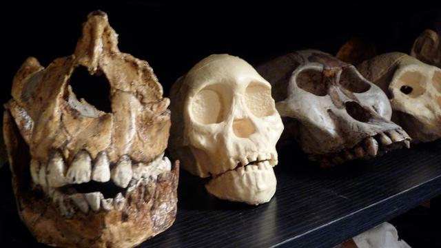 Image of Becoming Human Part 3