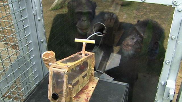 Image of Can the Chimp Get the Grape?