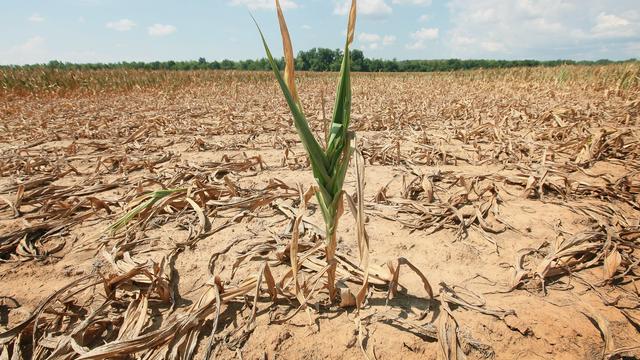 Image of Facing Drought, Farmers' Crops Taking Heat