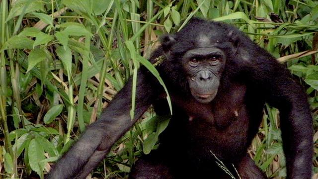 Image of Can the Bonobo Get the Apple?