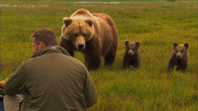 Image of Video: Close Encounters with Brown Bears