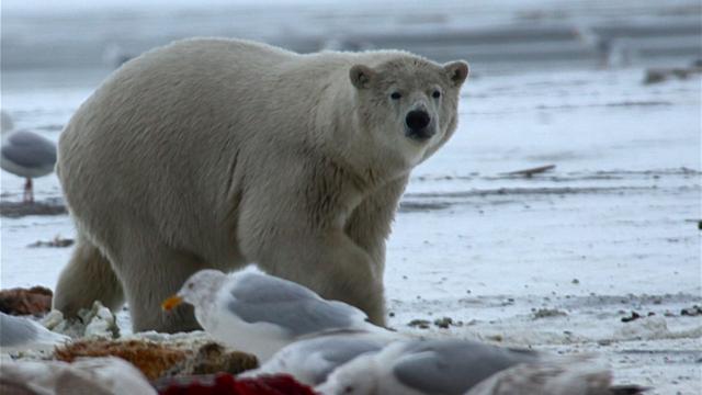 Image of Better Know a Polar Bear