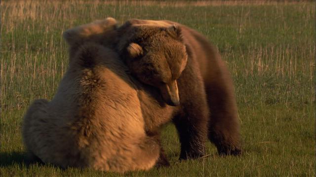 Image of Video: The Scent of a Bear