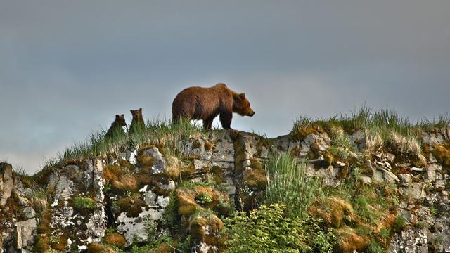 Image of Brown Bear Fact Sheet