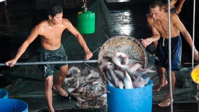 Image of Scaling Up: Vietnamese Fish Farms Search for...