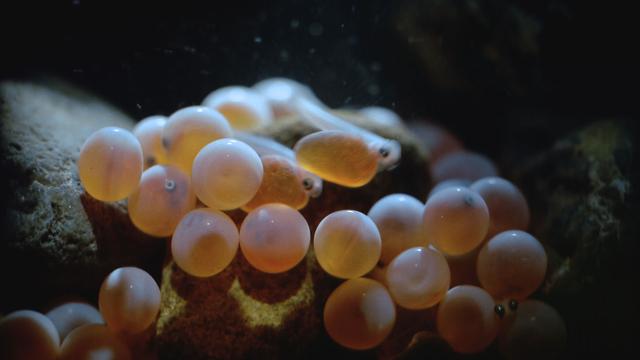 Image of From Eggs to Kelts