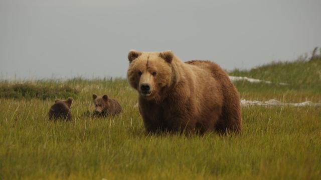 Image of Watch a Preview of Bears of the Last Frontier