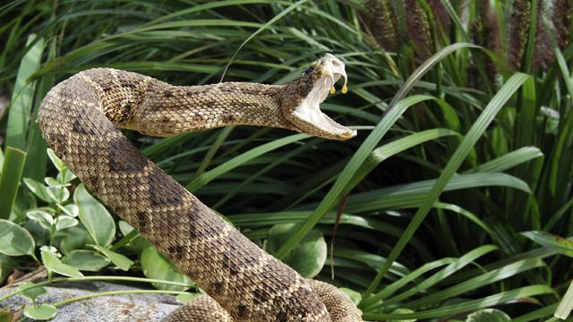 Image of Venom: Nature's Killer