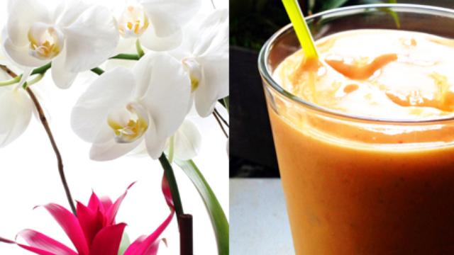 Image of Tropical Fruit Smoothies