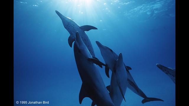 Image of My Passion: Scuba Diving